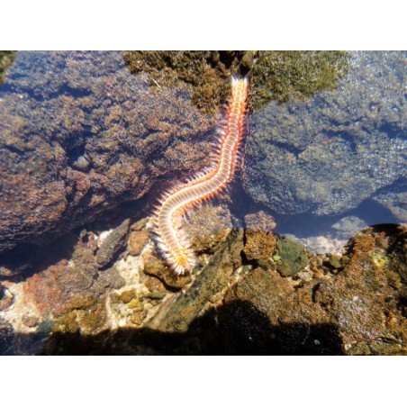 Ver de Feu Barbu (Bearded Fireworm)*