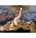 Ver de Feu Barbu (Bearded Fireworm)*
