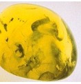 Olivine*
