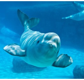 Beluga élixir de la mer. Gamme Korte PHI Andréas KORTE