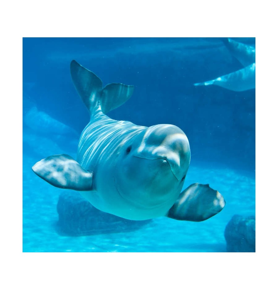 Beluga élixir Beluga élixir