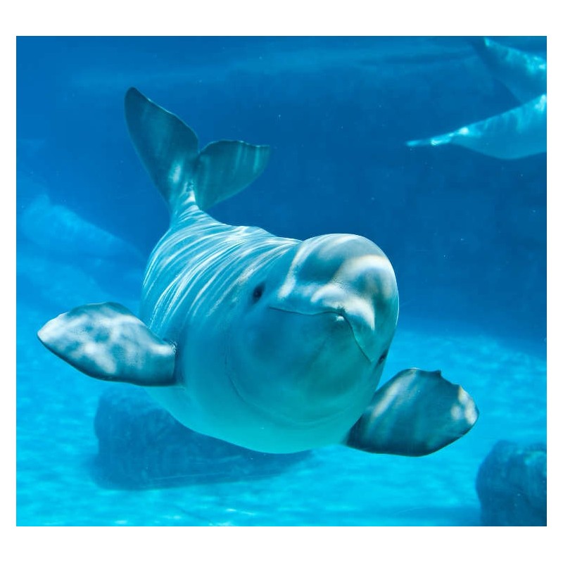 Beluga Beluga
