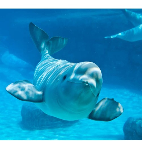 Beluga élixir de la mer. Gamme Korte PHI Andréas KORTE