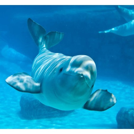 Beluga
