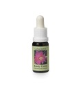Echinocereus* (Beauty Cactus) élixir 15ml Echinocereus* (Beauty Cactus) élixir 15ml