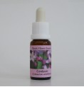 Centaurée/Centaury* Centaurée/Centaury*
