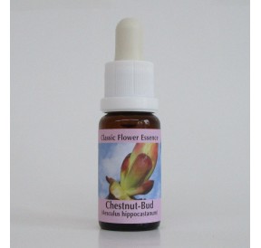 Bourgeons de Marronnier/Chestnut Bud