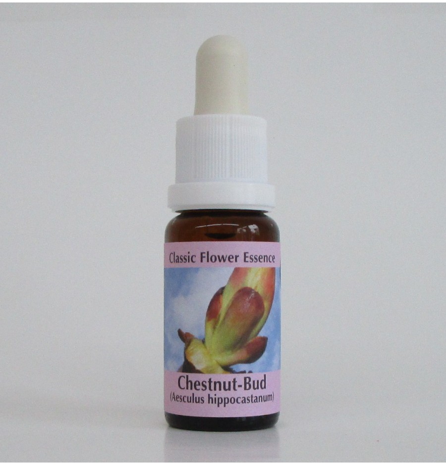 Bourgeons de Marronnier/Chestnut Bud élixir