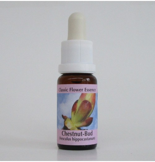 Bourgeons de Marronnier/Chestnut Bud