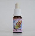 Bourgeons de Marronnier/Chestnut Bud*