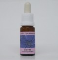 Chicorée Sauvage/Chicory*