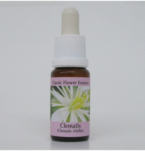 Clématite/clematis