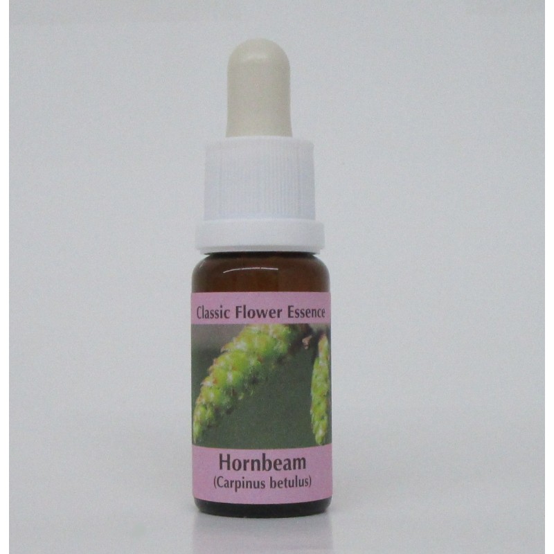 Charme/Hornbeam Charme/Hornbeam