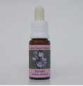 Verveine/Vervain* Verveine/Vervain*
