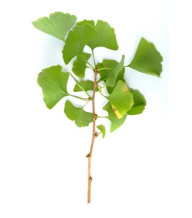 Ginkgo biloba Bio 40 gélules