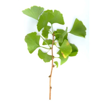 Ginkgo biloba Bio 40 gélules