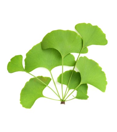 Ginkgo biloba Bio 40 gélules