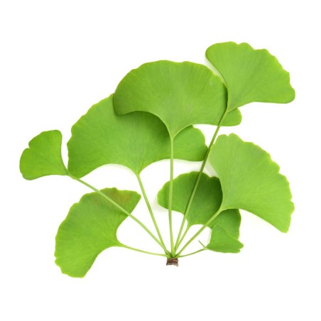 Ginkgo biloba Bio 40 gélules