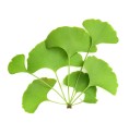 Ginkgo biloba Bio 40 gélules Ginkgo biloba Bio 40 gélules