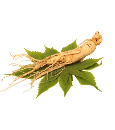 Ginseng Sibérien Bio 40 gélules