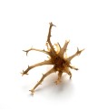 Harpagophytum Bio 40 gélules