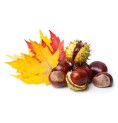 Marron d’Inde Bio 40 gélules Marron d’Inde Bio 40 gélules