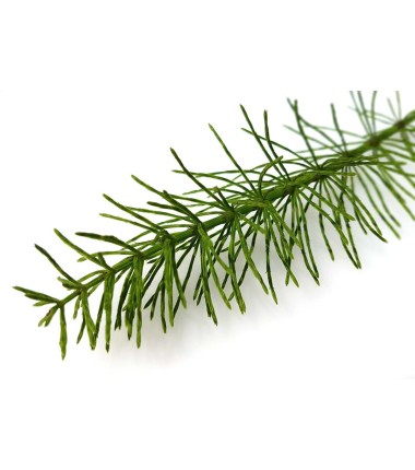Prêle des Champs Bio 40 gélules