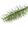 Prêle des Champs Bio 40 gélules