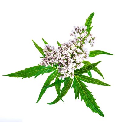 Valériane Bio végan. Phytothérapie