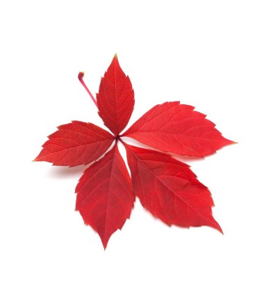 Vigne rouge Bio végan. Phytothérapie