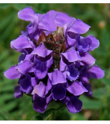 Crème Brunelle