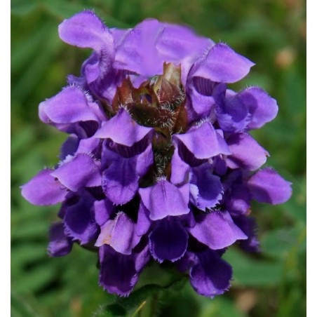 Crème Brunelle