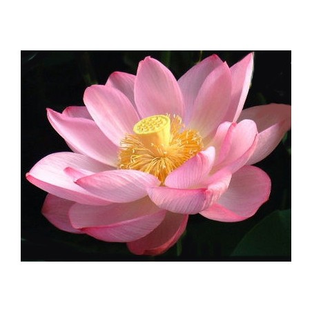 Crème Lotus