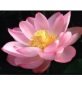 Crème Lotus Crème Lotus