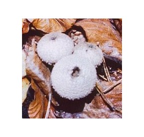 Vesse de loup à Pierreries