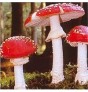 Amanite Tue-Mouche