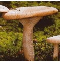 Tête de Moine