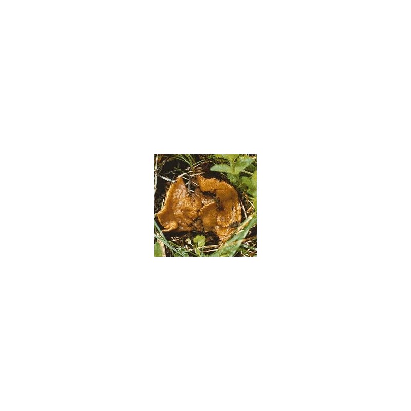 Pezize Orangée Pezize Orangée