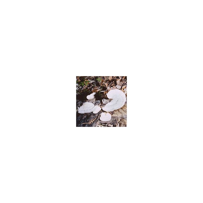 Polypore Versicolore