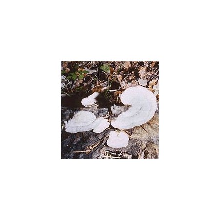 Polypore Versicolore