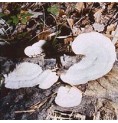 Polypore Versicolore Polypore Versicolore