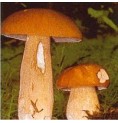 Cèpe d'été Cèpe d'été
