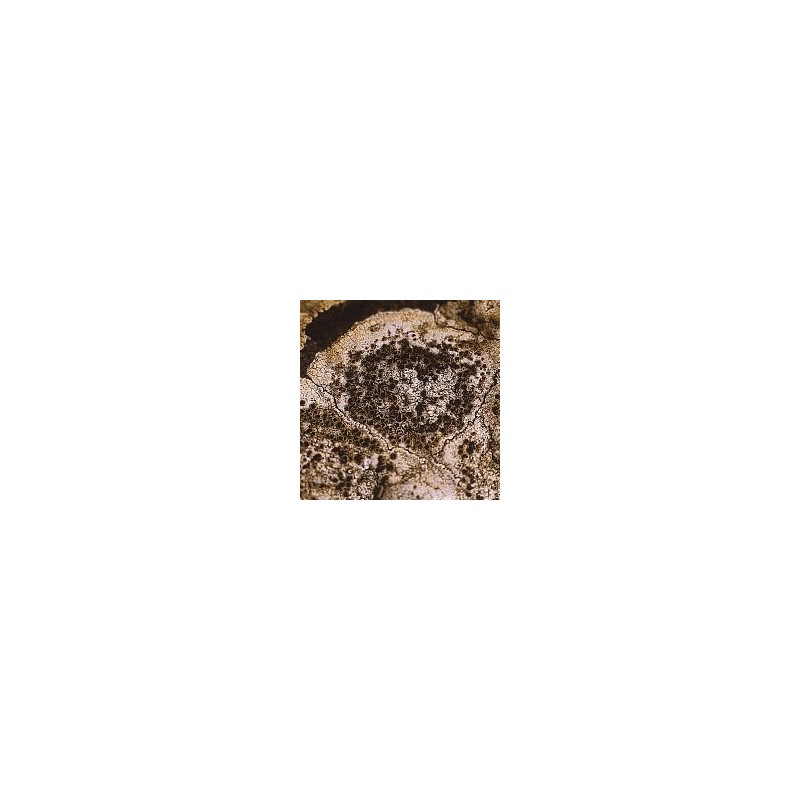 Lichen Caloplaca Flavescens Lichen Caloplaca Flavescens