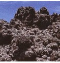Lichen Stereocaulon Vesuvianum Lichen Stereocaulon Vesuvianum