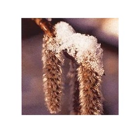 Tremble/Aspen élixir