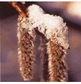 Tremble/Aspen*