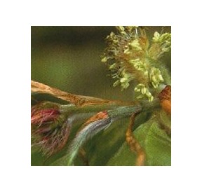 Hêtre/Beech élixir