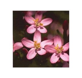 Centaurée/Centaury élixir