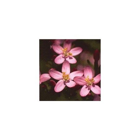 Centaurée/Centaury*