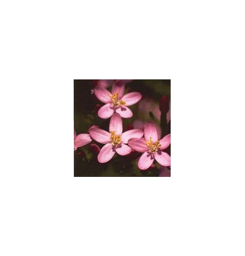 Centaurée/Centaury élixir